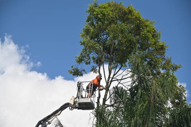 How Our Tree Care Process Works  in  Asheboro, NC